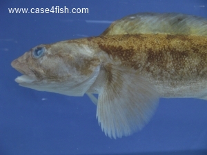 Foto Galerie/Perciformes/Cottoidei/Zoarces viviparus/Zoarces viviparus_07_S.jpg